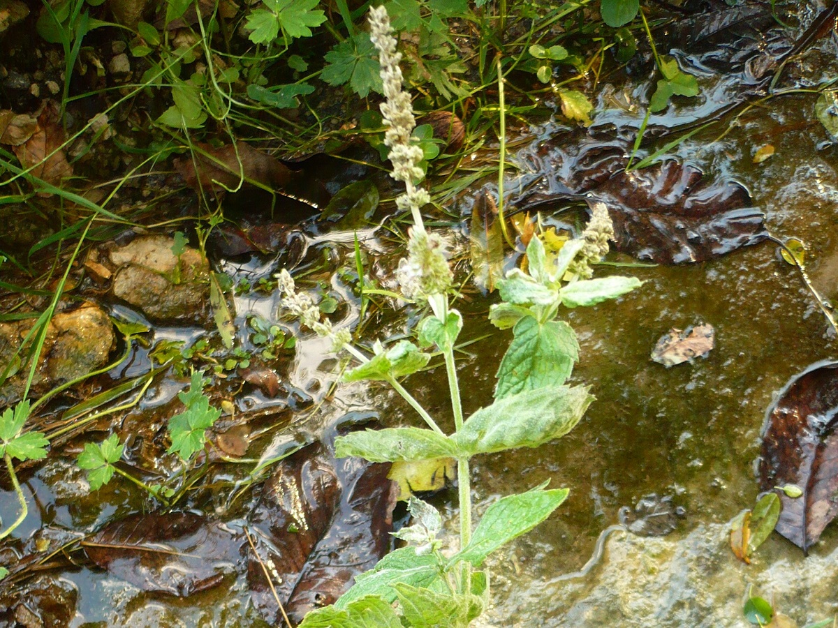Mentha longifolia x M. suaveolens subsp. suaveolens (Lamiaceae)